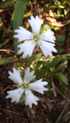 Heliosperma alpestre