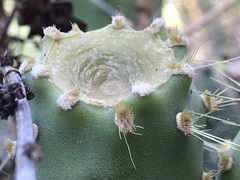 Opuntia semispinosa