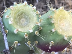 Opuntia semispinosa