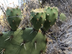 Opuntia semispinosa