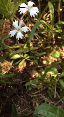 Heliosperma alpestre