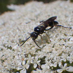 Gorytes atricornis