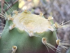 Opuntia semispinosa