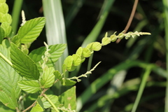 Phyllodium pulchellum