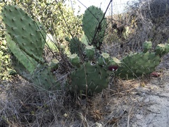 Opuntia semispinosa