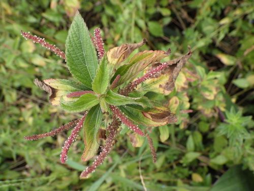 Acalypha arvensis