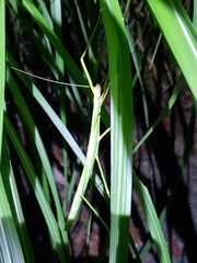 Lopaphus balteatus