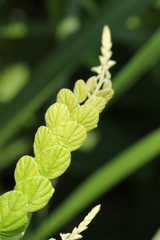 Phyllodium pulchellum