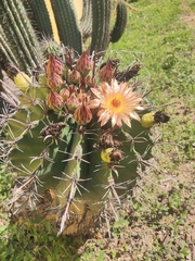 Ferocactus herrerae
