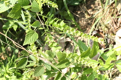 Phyllodium pulchellum