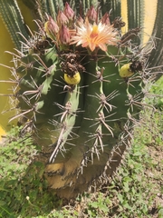 Ferocactus herrerae
