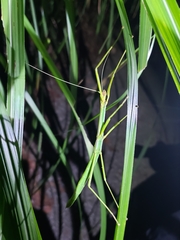 Lopaphus balteatus