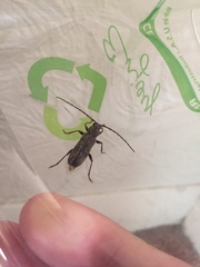 Trichoferus campestris