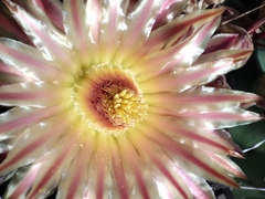 Ferocactus herrerae
