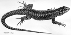 Liolaemus elongatus