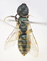 Lasioglossum lissonotus