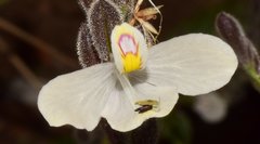 Henrya insularis