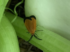 Neoalbertia constans