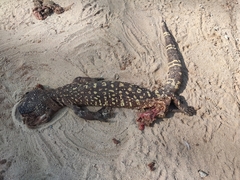 Heloderma exasperatum