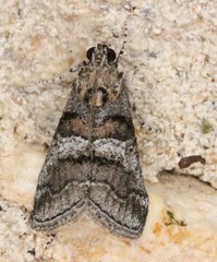 Pococera maritimalis