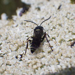 Gorytes atricornis