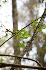Clematis peterae lishanensis