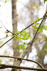 Clematis peterae lishanensis
