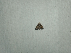 Chlumetia transversa
