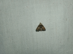 Chlumetia transversa
