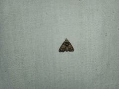 Chlumetia transversa