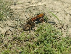 Cryptocheilus rubellus