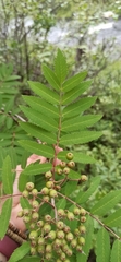Sorbus gorodkovii
