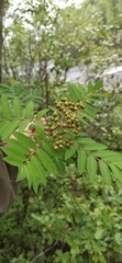 Sorbus gorodkovii