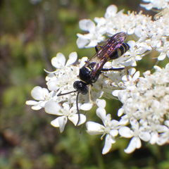 Gorytes atricornis