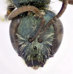 Lasioglossum lissonotus