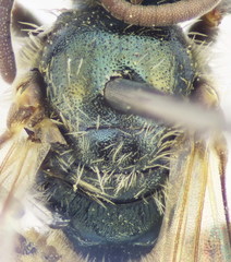 Lasioglossum lissonotus