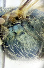 Lasioglossum lissonotus