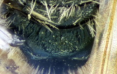 Lasioglossum lissonotus