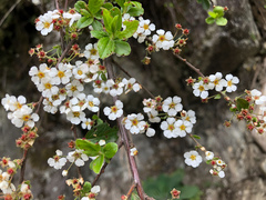 Spiraea prunifolia pseudoprunifolia