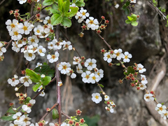 Spiraea prunifolia pseudoprunifolia