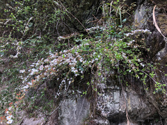 Spiraea prunifolia pseudoprunifolia