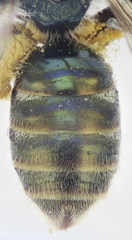 Lasioglossum lissonotus