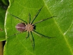 Scytodidae