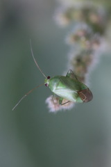 Apolygus spinolae