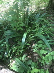 Hymenocallis occidentalis