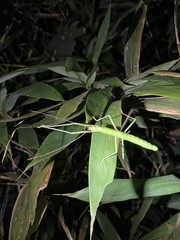 Lopaphus balteatus