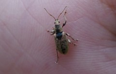 Phyllobius betulinus