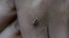 Phyllobius betulinus