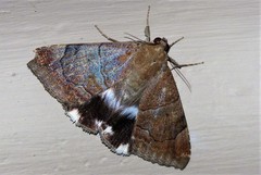 Artena dotata