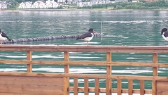 Haematopus ostralegus